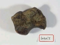 牛腕骨藏品圖，第2張